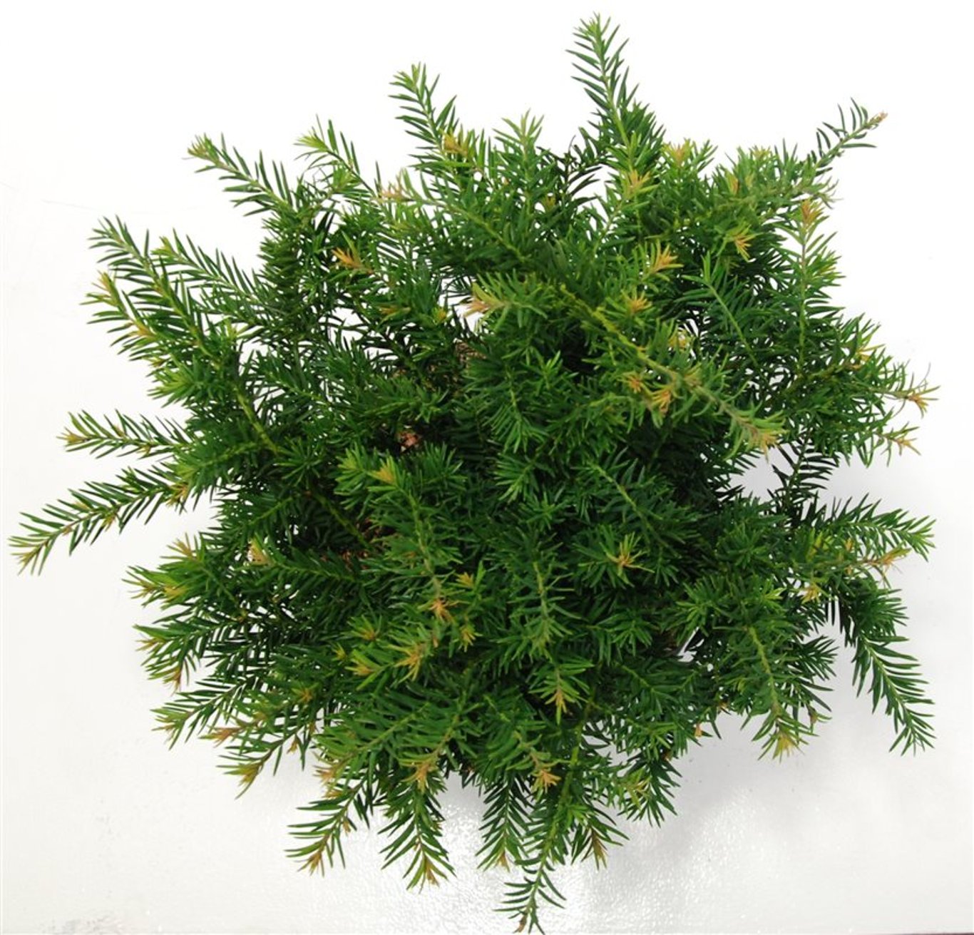 Taxus b. 'Repandens' - C7,5 35-40 CM